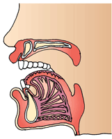 歯槽骨（しそうこつ）断面図